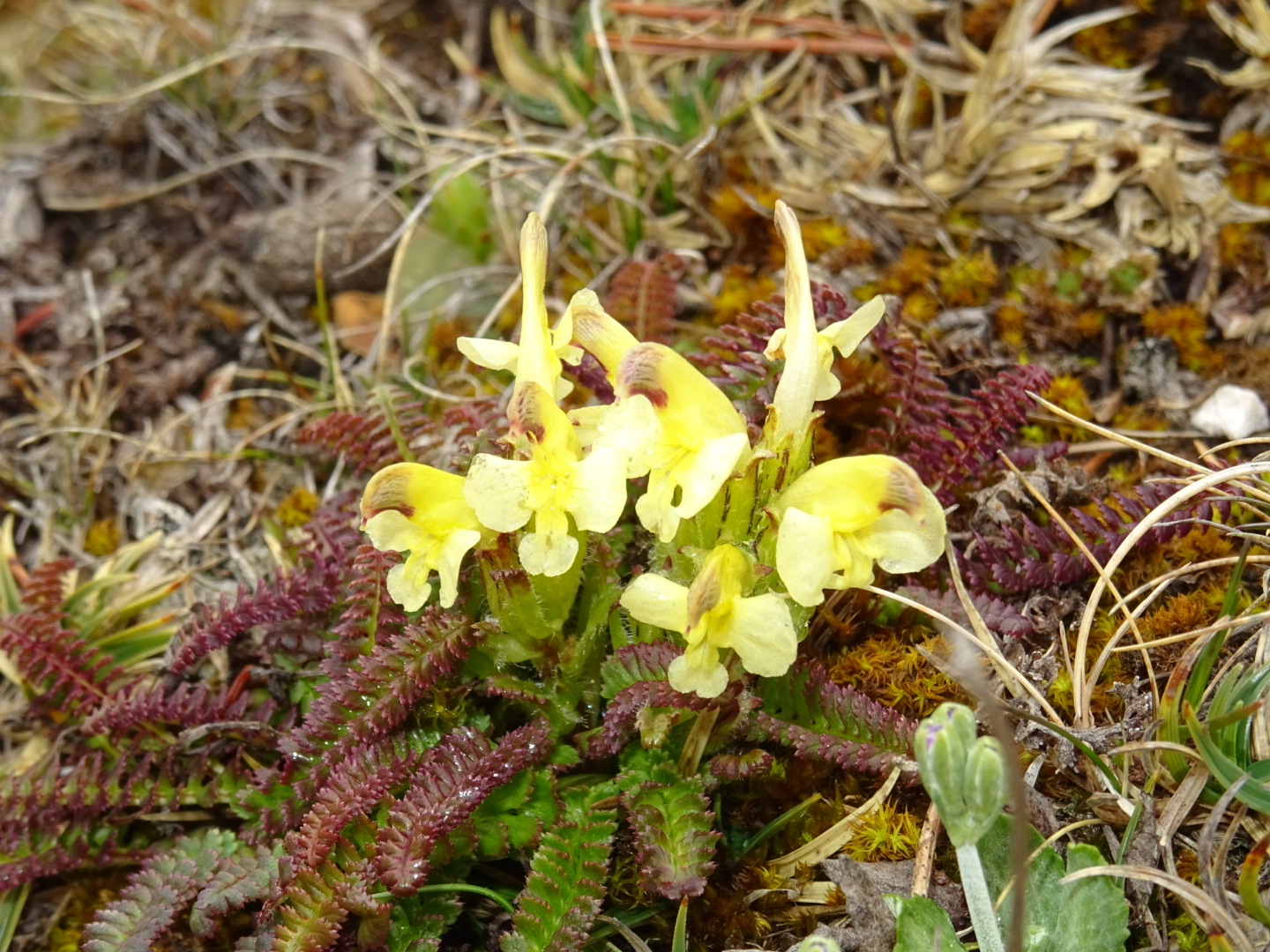 Samstag 20. Juni 2026, ab 8:45 bzw. 8:53 Uhr